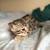 Bengal Tarnish fur pattern 5 thumbnail