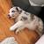 Male Australian Shepherd AKC CERTIFIED 8 thumbnail