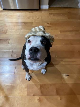 Pitbull Terrier (brentwood / oakley)64664712211587124