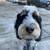 Looking for Part-time Dog Walkers! 2 thumbnail