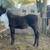 Walking horse colt 7 thumbnail