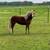 Pony broke to ride and drive - Penny 1 thumbnail