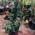 * blue chalk stick * curio repens senecio * ice plants *& more plants* 13 thumbnail