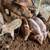 Piglets 1 thumbnail