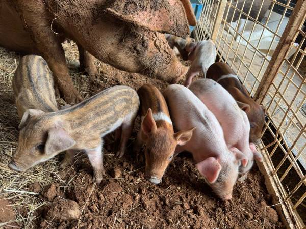 Piglets 1