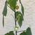 Dwarf Yellow Abutilon Flowering Maple Chinese Lantern Plant, 1 Gallon 3 thumbnail