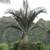 NEW CALEDONIA Palms ---- RARE palms 6 thumbnail