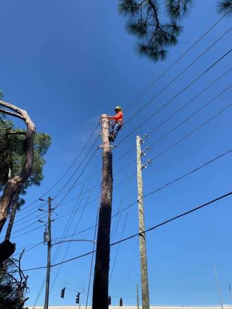 DARINEL'S  TREE SERVICE & LANDSCAPING LLC 1