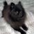 Rehoming Pomeranian 2 thumbnail