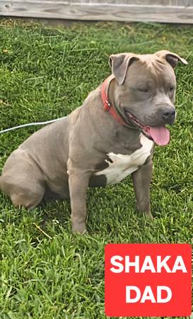 CACHORROS AMERICAN BULLY (PRIMAVERA)63859317375745120