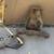 67-70 Mustang & Cougar Shock Towers Rear 8” Differential & Misc 3 thumbnail