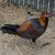 Game Chickens 15 thumbnail