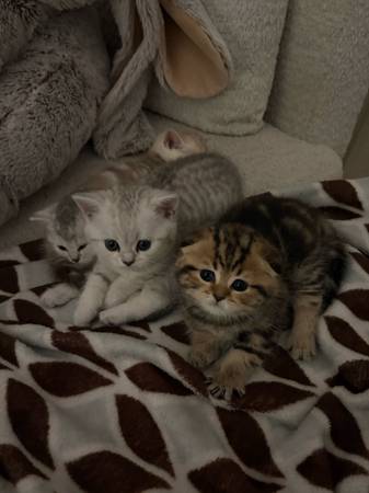 ¡Cachorros Scottish Fold/Straight! (Fairfield)64310607368707124