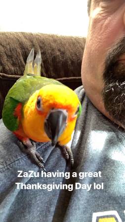 Tarifa de reubicación de Sun Conure (Des Moines, IA)63671589168131120
