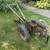 Planet Jr walk behind garden tractor 2 thumbnail