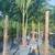 40 areca palms 4-5ft tall planted 5 thumbnail