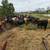 Grazing cows 16 thumbnail