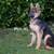 All Dogs Obedience and PottyTraining*Guaranteed*and reasonable price 1 thumbnail