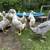 Swedish ducks 4 thumbnail