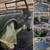 CUSTOM & RESTORATION AUTO BODY WORK. 11 thumbnail