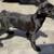 CANE CORSO FULL AKC 6 thumbnail