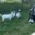Goat goats bucklings weened ready billy goat dairy meat farm 10 thumbnail