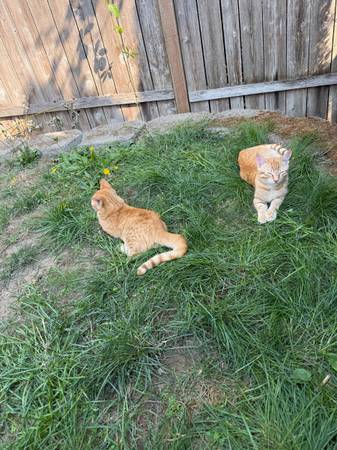 Kittens kitten (Kent/Covington)63853464744449124