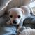 Chihuahua pups 7 thumbnail