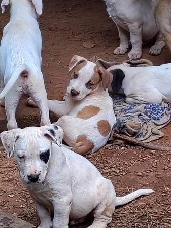 Bebés necesitando un buen hogar (Chesnee)63661473957505122