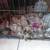 Rehoming Miniature Shcnauzers 11 thumbnail