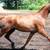 Broke, Trail ridden, Competed in 5 LD's Grade Gelding 9 thumbnail