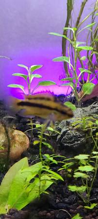 Apistogramma trifasciata females 2 (North Saint Paul)63906251388675120