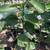 Citrus Trees 2 Feet Tall $20 - More Than 5000 Trees To Choose From $20 15 thumbnail