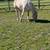 8 year old grade paint mare 6 thumbnail