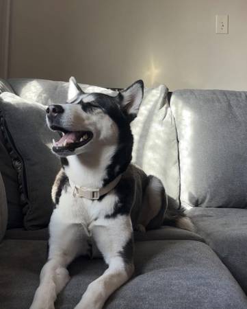 Finding a second Husky, (Pennsylvania)64579666031233120