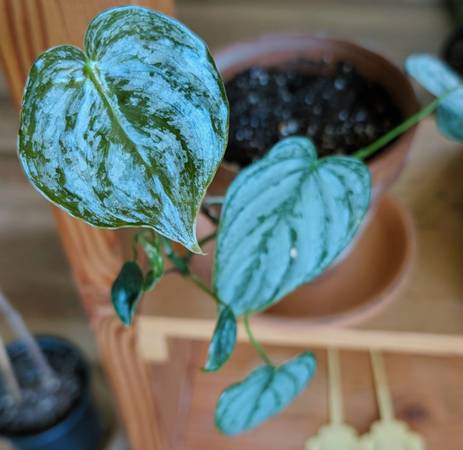 Philodendron Brandtianum / Brandi indoor plant in plastic pot well rooted 1