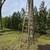 Wooden extension ladder 1 thumbnail