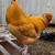 Roosters 2 thumbnail