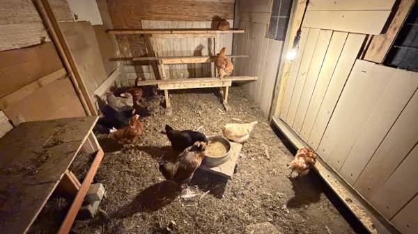 Hen hens rooster roosters chicken chickens laying hens layers 1