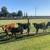 12 Angus Cross Heifers & Bulls – 250-350 lbs – Pasture Raised! 2 thumbnail