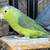Parrolet 1 thumbnail