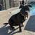 American bullie puppies 5 thumbnail