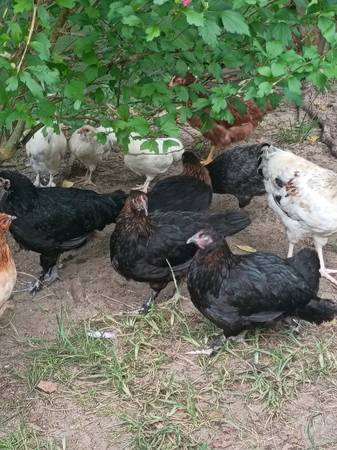 Laying hens 1
