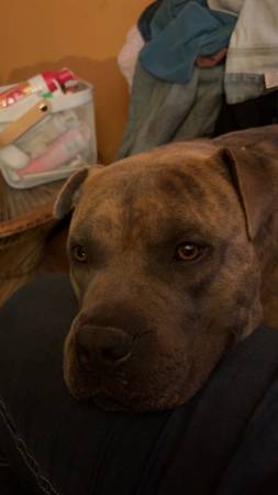 Mastiff mix (Heflin)538948133035059202