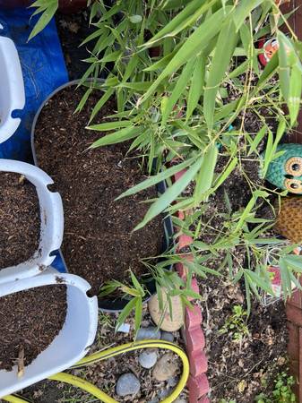 (Multiple) Running bamboo plants 🪴 live 1