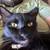 Looking for long haired black cat 4 thumbnail