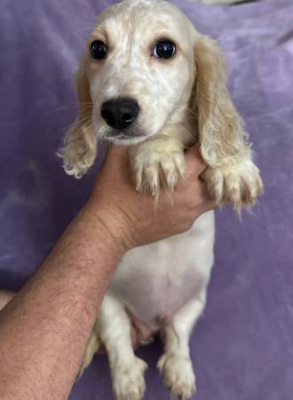 Mini Dachshund Puppies63664482230403120