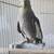 Cockatiel 5 thumbnail