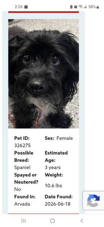 Found multiple dogs 1