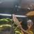 2 bearded dragons 1 thumbnail